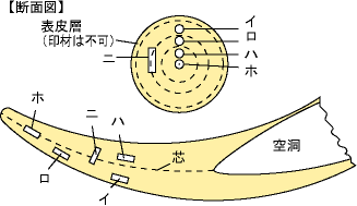 象牙断面図